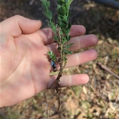 Genista monspessulana at Cotter River, ACT - 29 Sep 2024 09:37 AM