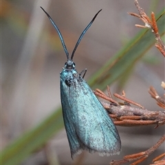 Pollanisus (genus) (A Forester Moth) at Hall, ACT - 29 Sep 2024 by Anna123