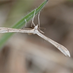 Platyptilia celidotus at Hall, ACT - 29 Sep 2024