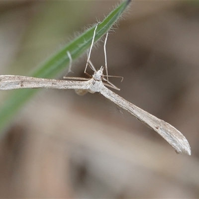 Platyptilia celidotus (Plume Moth) at Hall, ACT - 29 Sep 2024 by Anna123