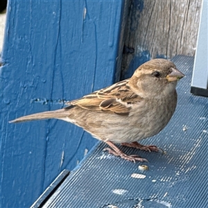 Passer domesticus at Batemans Bay, NSW - 29 Sep 2024