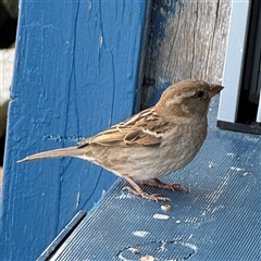 Passer domesticus at Batemans Bay, NSW - 29 Sep 2024 12:58 PM