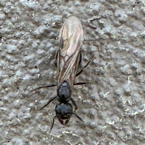 Formicidae (family) at Braddon, ACT - 29 Sep 2024