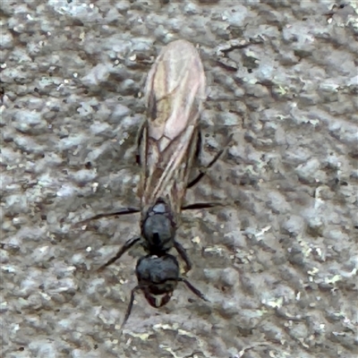 Formicidae (family) (Unidentified ant) at Braddon, ACT - 29 Sep 2024 by Hejor1