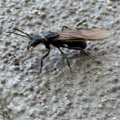 Formicidae (family) at Braddon, ACT - 29 Sep 2024