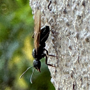 Formicidae (family) at Braddon, ACT - 29 Sep 2024