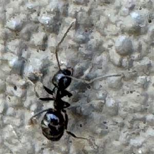 Formicidae (family) at Braddon, ACT - 29 Sep 2024 10:29 AM