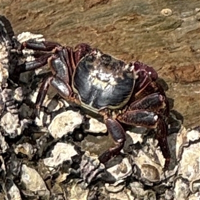 Leptograpsus variegatus (Purple Rock Crab) at Batemans Bay, NSW - 29 Sep 2024 by Hejor1