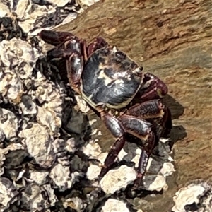 Leptograpsus variegatus at Batemans Bay, NSW - 29 Sep 2024 01:21 PM