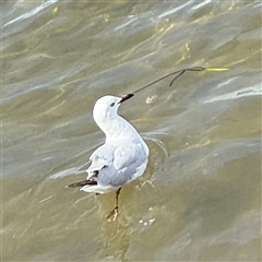 Chroicocephalus novaehollandiae (Silver Gull) at Batemans Bay, NSW - 29 Sep 2024 by Hejor1