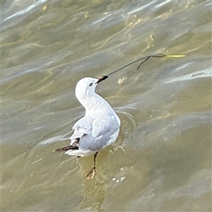 Chroicocephalus novaehollandiae at Batemans Bay, NSW - 29 Sep 2024