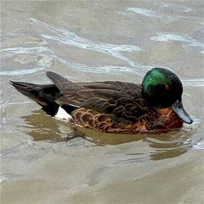 Anas castanea (Chestnut Teal) at Batemans Bay, NSW - 29 Sep 2024 by Hejor1