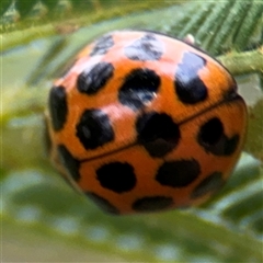 Harmonia conformis (Common Spotted Ladybird) at Surf Beach, NSW - 29 Sep 2024 by Hejor1