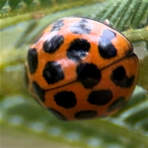 Harmonia conformis at Surf Beach, NSW - 29 Sep 2024 02:11 PM