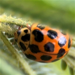 Harmonia conformis at Surf Beach, NSW - 29 Sep 2024