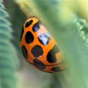 Harmonia conformis at Surf Beach, NSW - 29 Sep 2024 02:11 PM