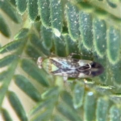 Miridae (family) (Unidentified plant bug) at Surf Beach, NSW - 29 Sep 2024 by Hejor1