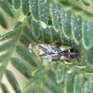 Miridae (family) at Surf Beach, NSW - 29 Sep 2024