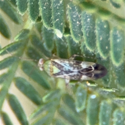 Miridae (family) (Unidentified plant bug) at Surf Beach, NSW - 29 Sep 2024 by Hejor1