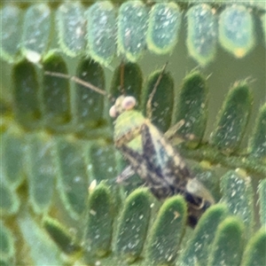 Miridae (family) at Surf Beach, NSW - 29 Sep 2024