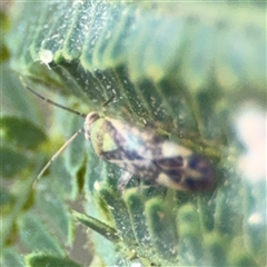 Miridae (family) at Surf Beach, NSW - 29 Sep 2024 02:13 PM