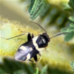 Hemiptera (order) (Unidentified True Bug) at Surf Beach, NSW - 29 Sep 2024 by Hejor1