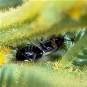 Hemiptera (order) at Surf Beach, NSW - 29 Sep 2024 02:20 PM