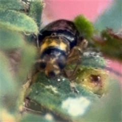 Chrysomelidae sp. (family) at Surf Beach, NSW - 29 Sep 2024