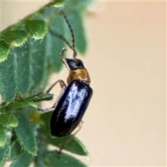 Chrysomelidae sp. (family) at Surf Beach, NSW - 29 Sep 2024 02:21 PM