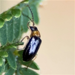 Chrysomelidae sp. (family) at Surf Beach, NSW - 29 Sep 2024