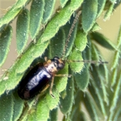 Chrysomelidae sp. (family) at Surf Beach, NSW - 29 Sep 2024