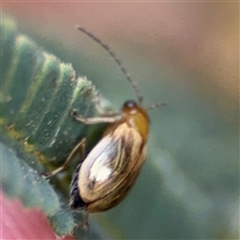 Chrysomelidae sp. (family) (Unidentified Leaf Beetle) at Surf Beach, NSW - 29 Sep 2024 by Hejor1