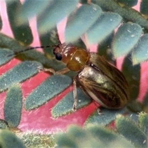 Chrysomelidae sp. (family) at Surf Beach, NSW - 29 Sep 2024