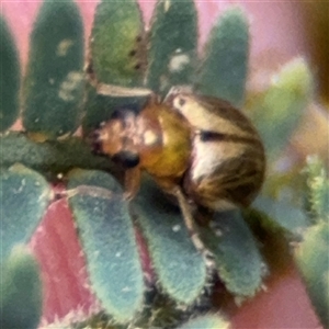 Chrysomelidae sp. (family) at Surf Beach, NSW - 29 Sep 2024