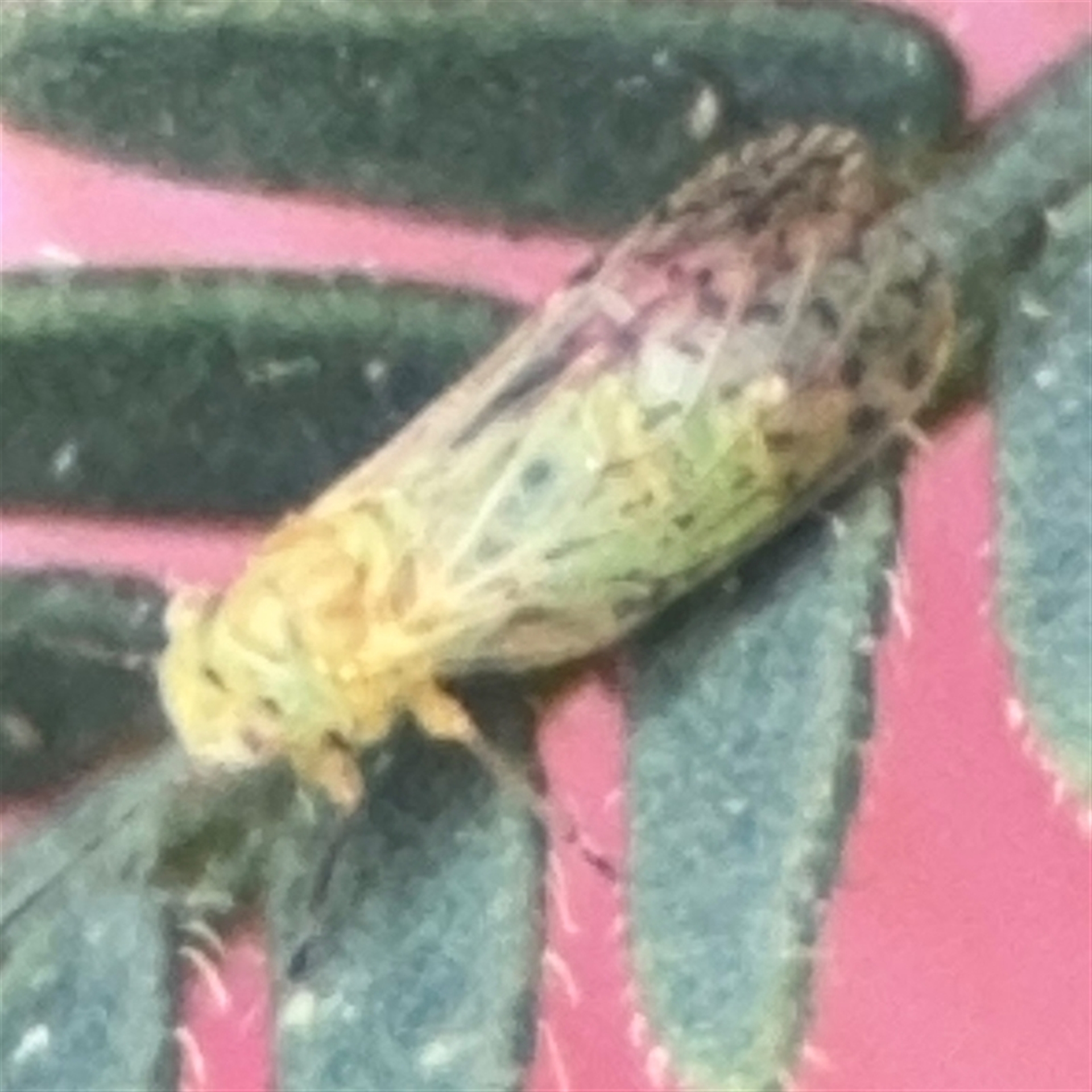 Acizzia sp. (genus) at Surf Beach, NSW - 29 Sep 2024 02:24 PM