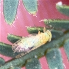 Acizzia sp. (genus) at Surf Beach, NSW - 29 Sep 2024 02:24 PM