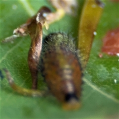 Paropsini sp. (tribe) at Surf Beach, NSW - 29 Sep 2024 02:26 PM