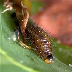 Paropsini sp. (tribe) at Surf Beach, NSW - 29 Sep 2024 02:26 PM