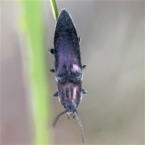 Crepidomenus sp. (genus) at Surf Beach, NSW - 29 Sep 2024 02:27 PM