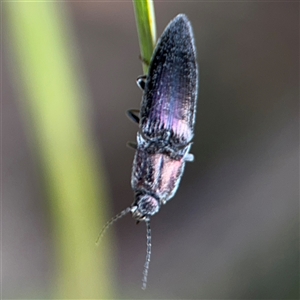 Crepidomenus sp. (genus) at Surf Beach, NSW - 29 Sep 2024 02:27 PM