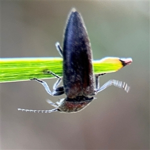 Crepidomenus sp. (genus) at Surf Beach, NSW - 29 Sep 2024 02:27 PM