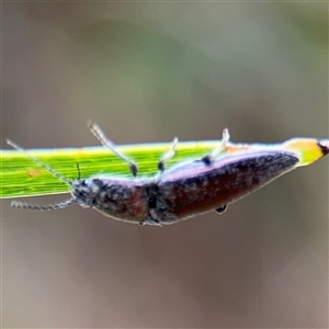 Crepidomenus sp. (genus) at Surf Beach, NSW - 29 Sep 2024