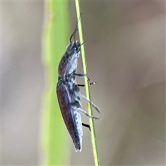 Crepidomenus sp. (genus) at Surf Beach, NSW - 29 Sep 2024