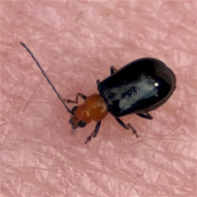 Chrysomelidae sp. (family) (Unidentified Leaf Beetle) at Surf Beach, NSW - 29 Sep 2024 by Hejor1