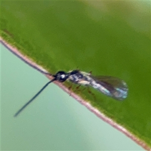 Apocrita (suborder) at Surf Beach, NSW - 29 Sep 2024