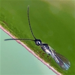 Apocrita (suborder) at Surf Beach, NSW - 29 Sep 2024