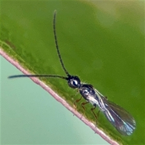 Apocrita (suborder) at Surf Beach, NSW - 29 Sep 2024 02:30 PM