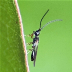 Apocrita (suborder) at Surf Beach, NSW - 29 Sep 2024 02:30 PM