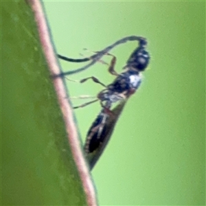 Apocrita (suborder) at Surf Beach, NSW - 29 Sep 2024