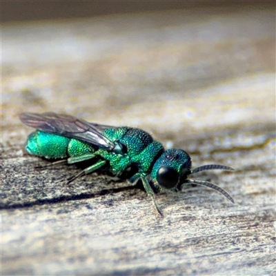 Primeuchroeus sp. (genus) (Cuckoo Wasp) at Surf Beach, NSW - 29 Sep 2024 by Hejor1